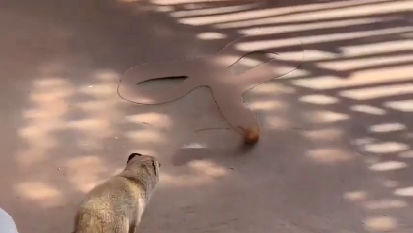 剪映蛇符咒隐身 特效预设 – 影子显形免费下载